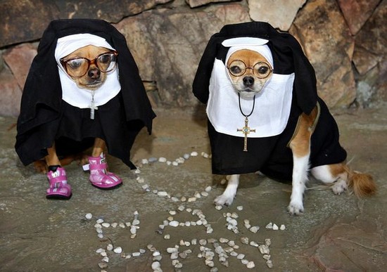Hail Mary dogs