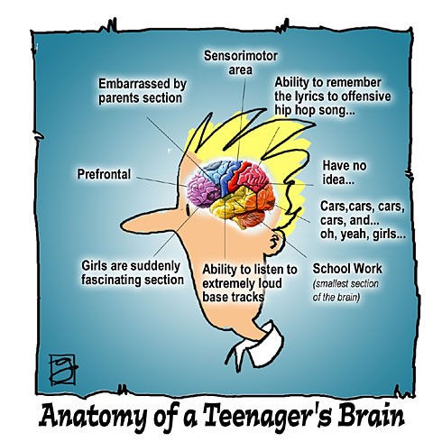 Teenager's Brain
