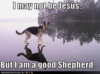 funny-dog-pictures-jesus-shepherd
